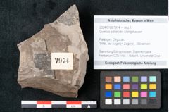 Foto (Objekt + Etikett) von Quercus palaeoilex Ettingshausen (NHMW-GEO-2024-0188-7974)